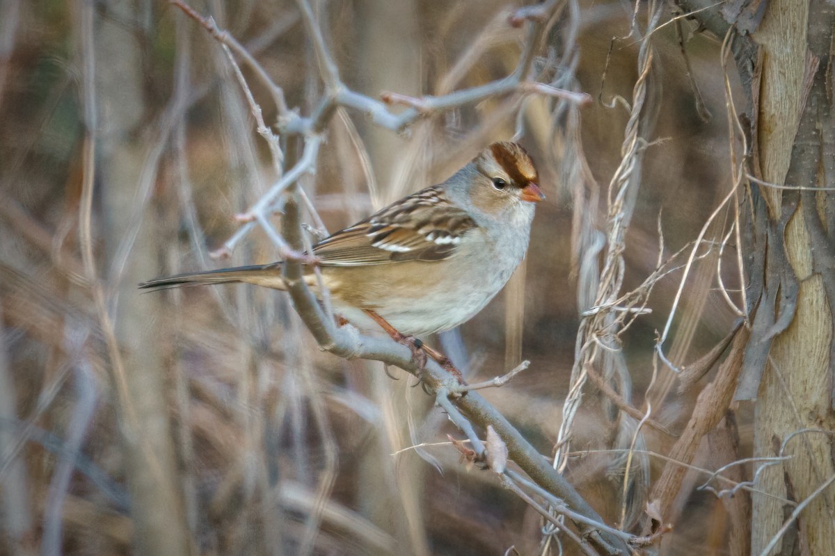 White-crowned Sparrow - ML611741866