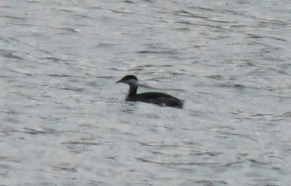 Horned Grebe - ML611741882