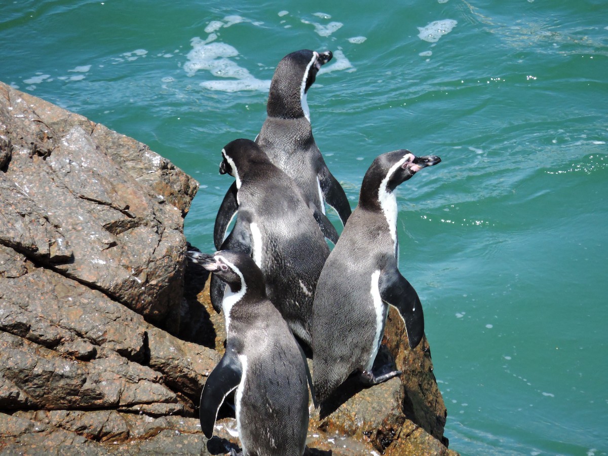 Humboldt Penguin - ML611741908