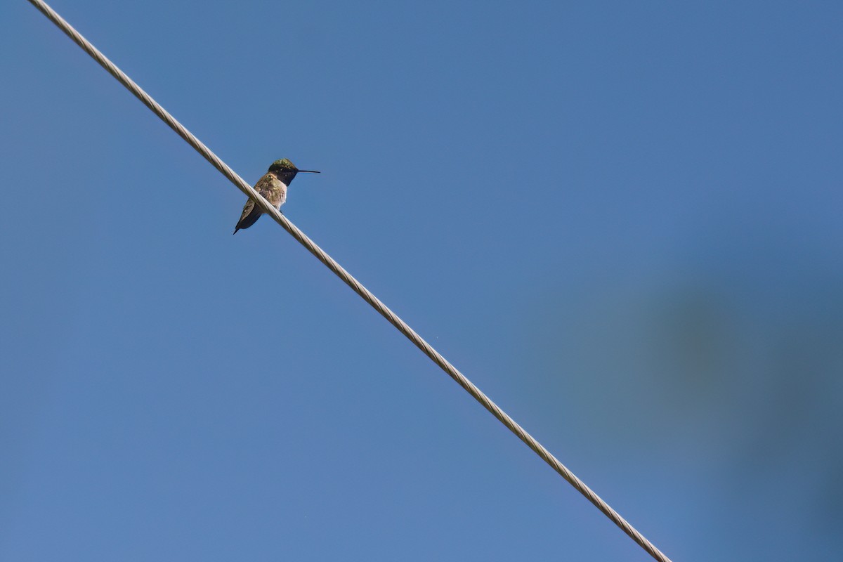 Black-chinned Hummingbird - Braden Judson