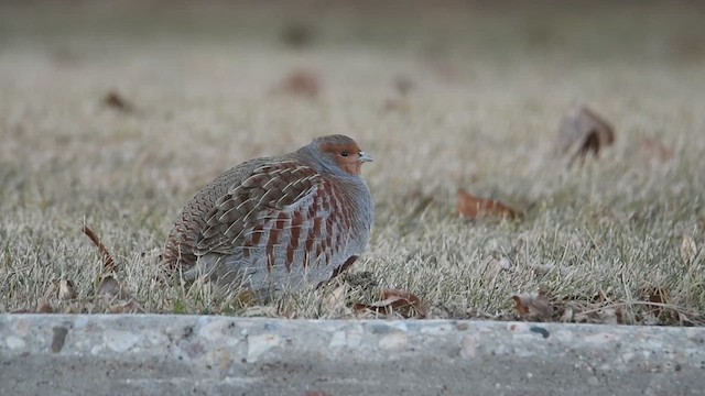 Gray Partridge - ML611741932