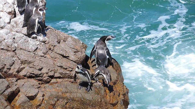 Humboldt Penguin - ML611741947