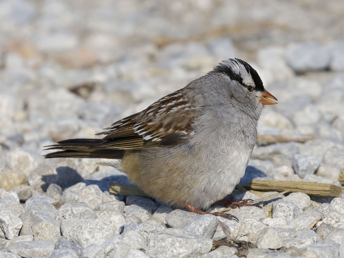 White-crowned Sparrow - Brian Bailey