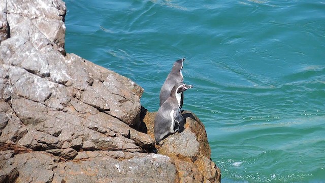 Humboldt Penguin - ML611741964