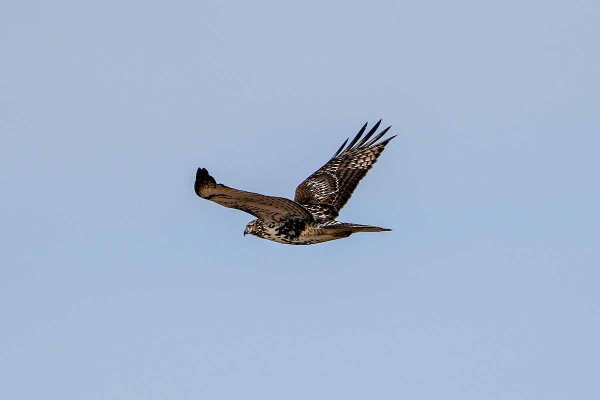 Red-tailed Hawk - ML611741965