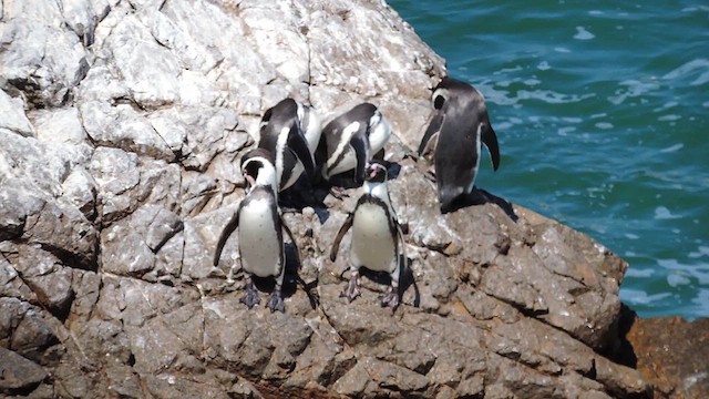 Humboldt Penguin - ML611741979