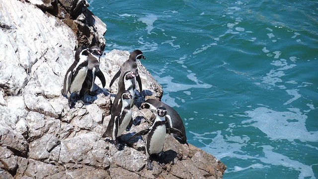 Humboldt Penguin - ML611741985