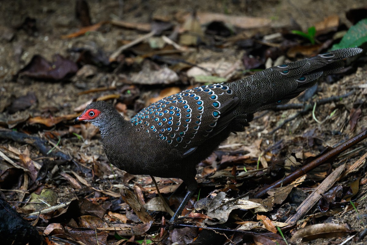 Hainan Peacock-Pheasant - Ross Zhang