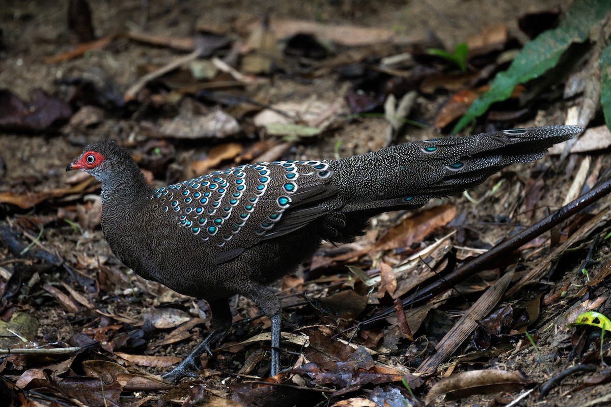 Hainan Peacock-Pheasant - ML611742009