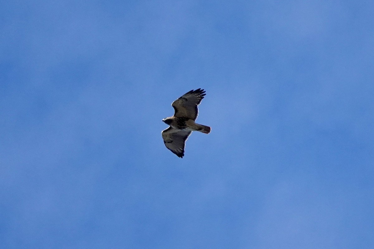 Red-tailed Hawk - ML611742038