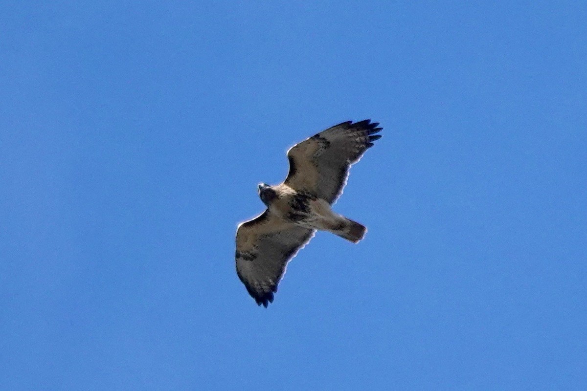 Red-tailed Hawk - ML611742042