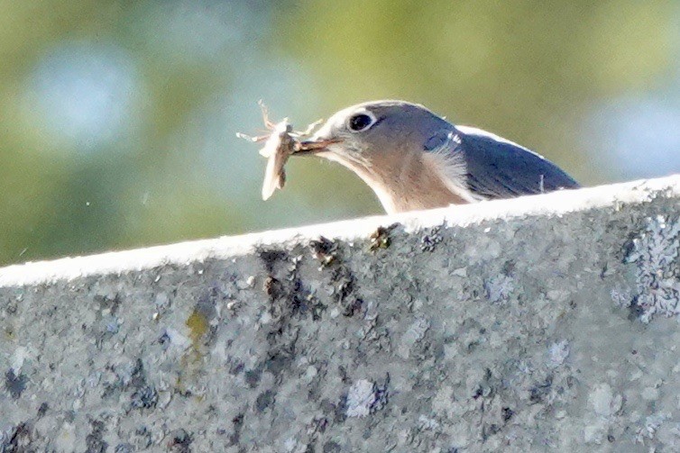 Eastern Bluebird - ML611742056