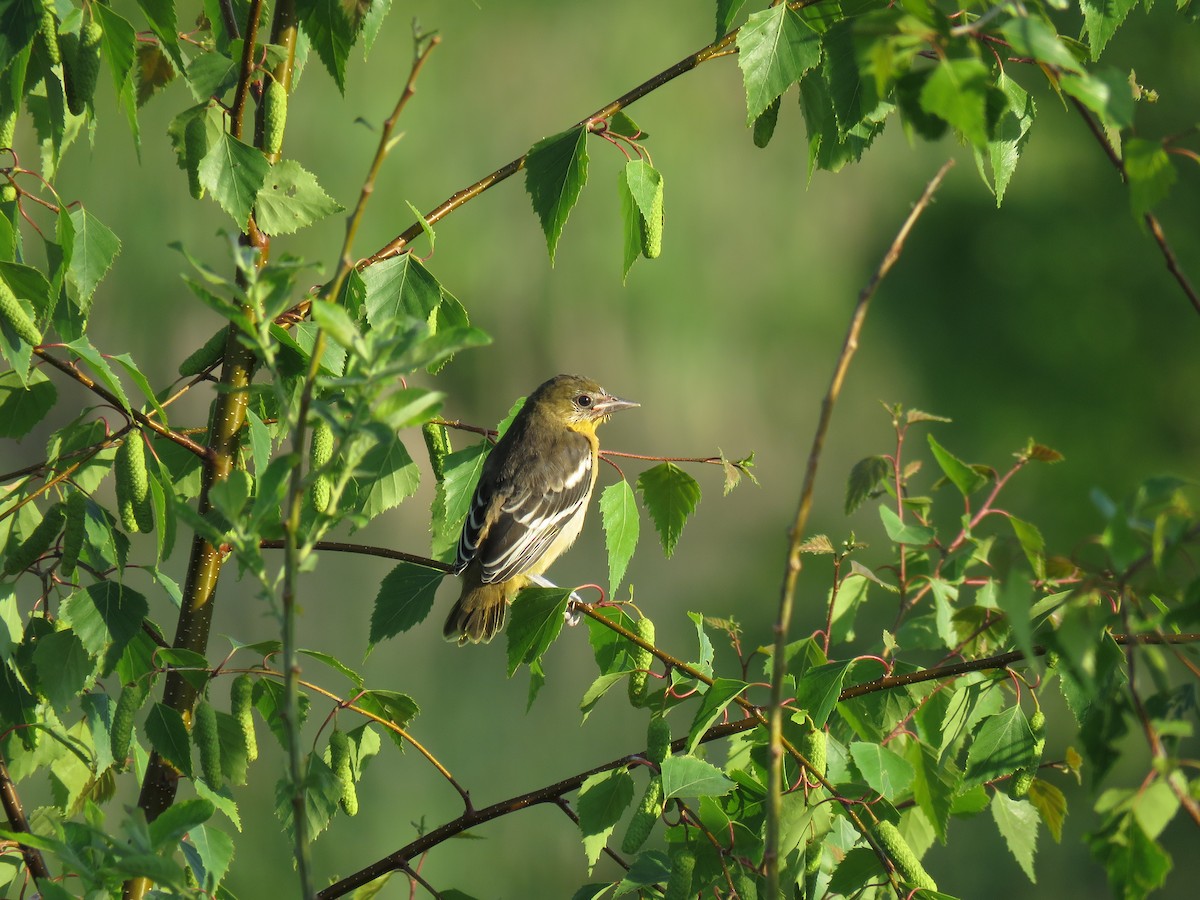 Baltimore Oriole - ML61174211