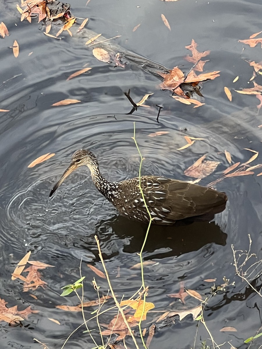 Limpkin - ML611742265