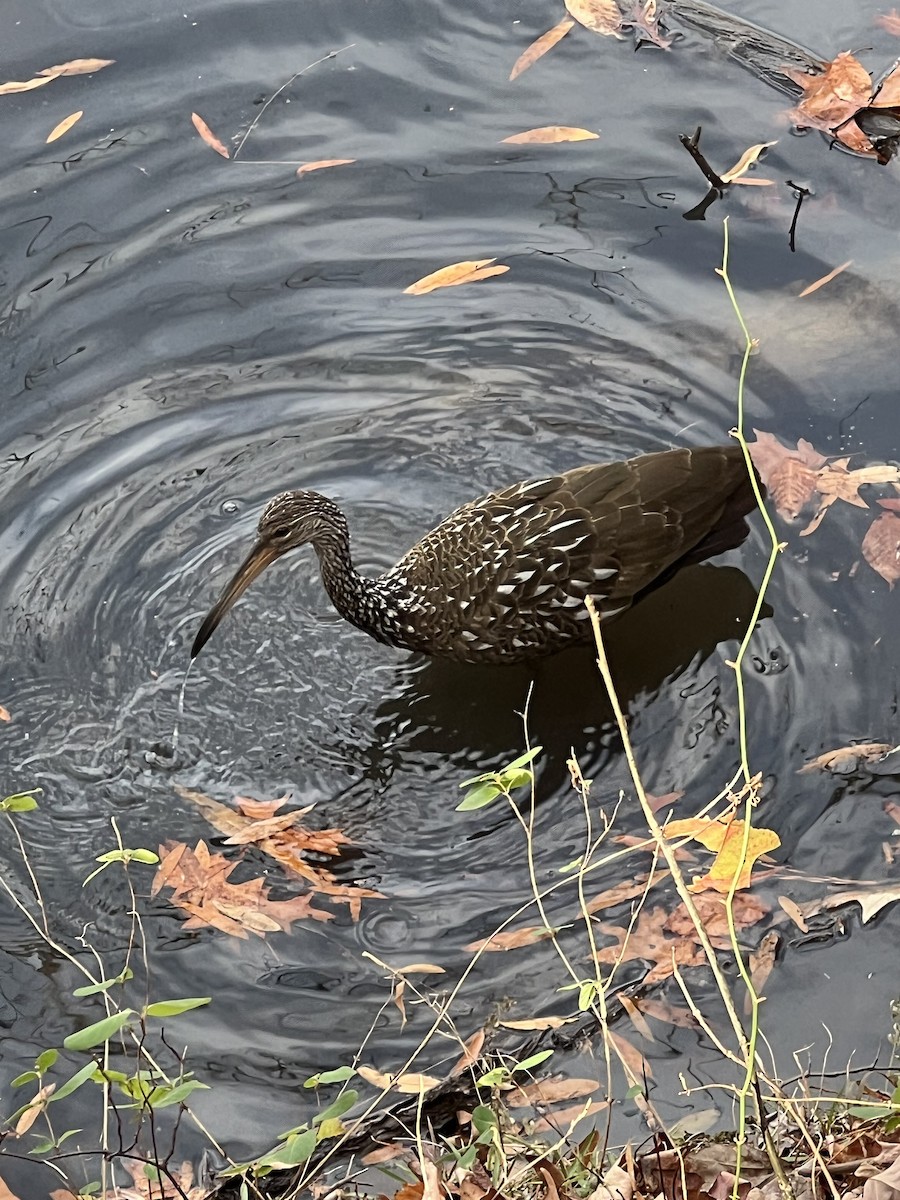 Limpkin - ML611742266