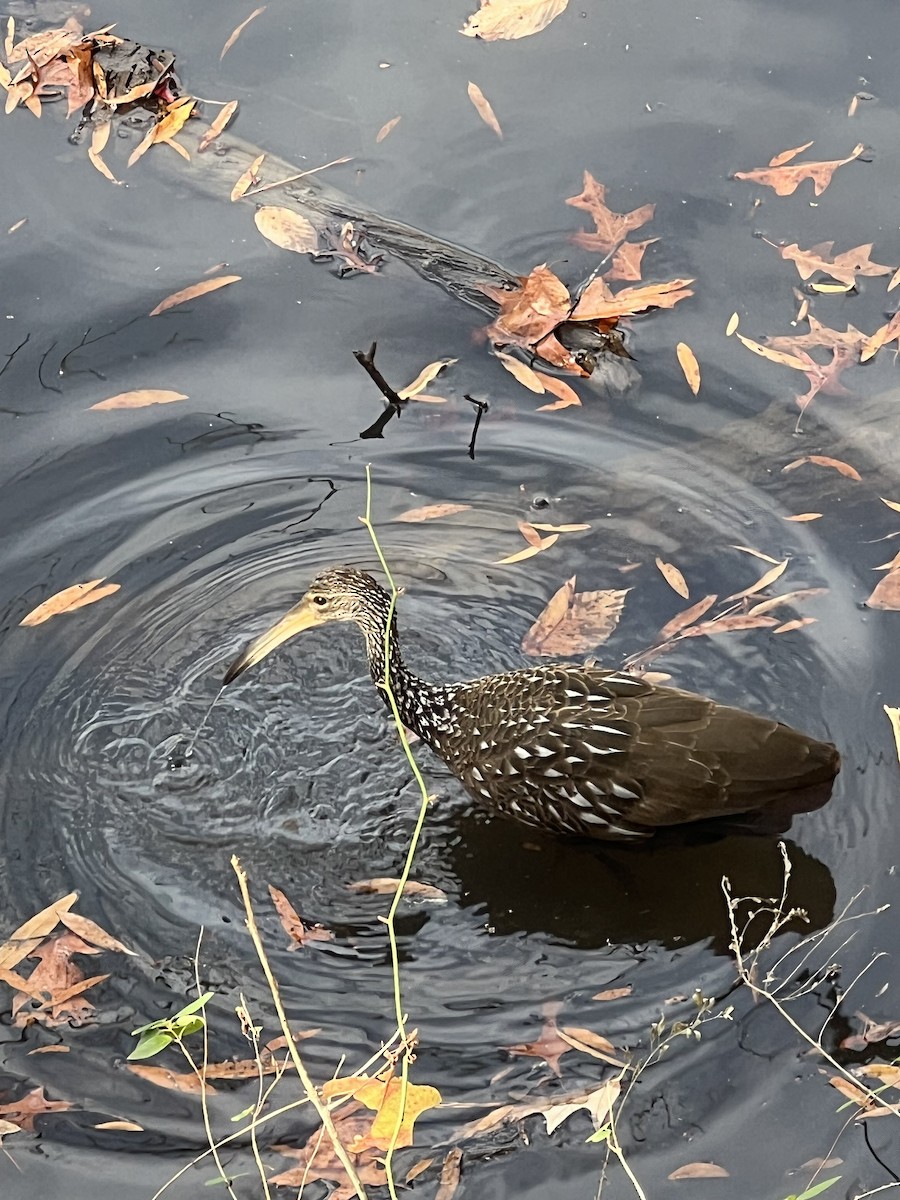 Limpkin - ML611742267