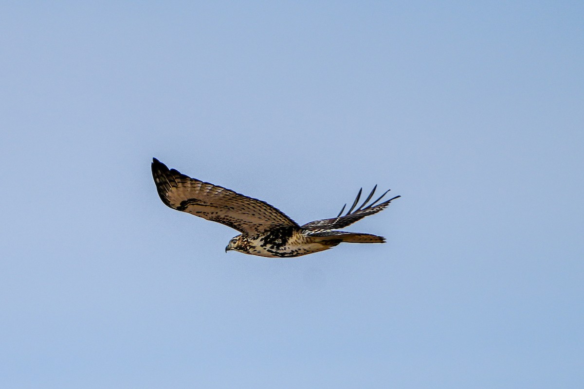 Red-tailed Hawk - ML611742274