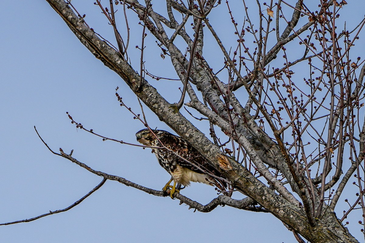 Red-tailed Hawk - ML611742280