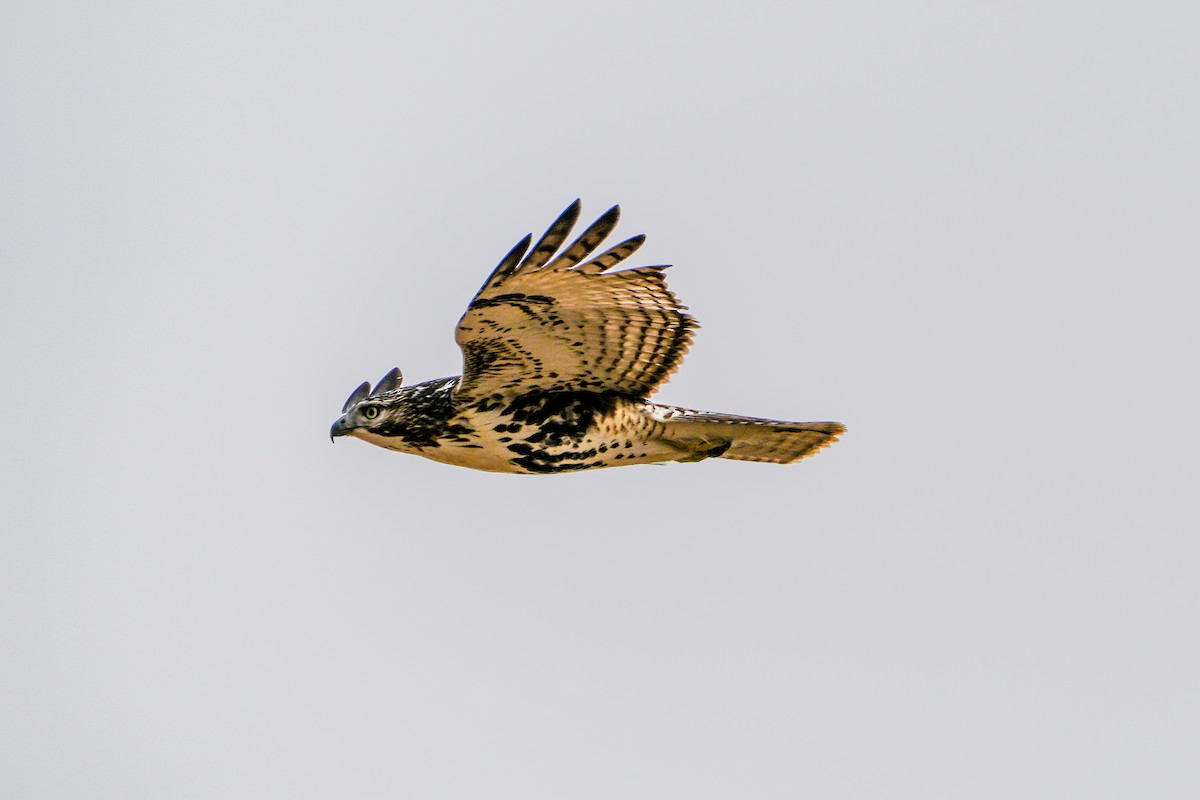 Red-tailed Hawk - ML611742282