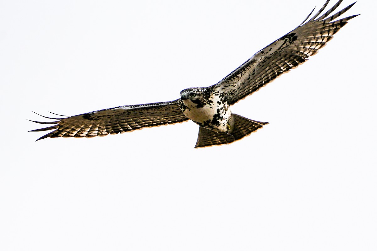 Red-tailed Hawk - ML611742288