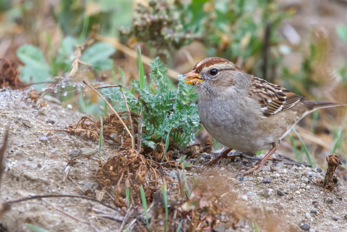 White-crowned Sparrow - ML611742344