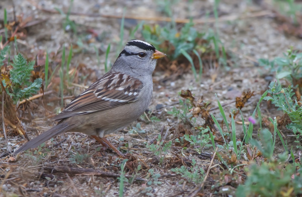 White-crowned Sparrow - ML611742345