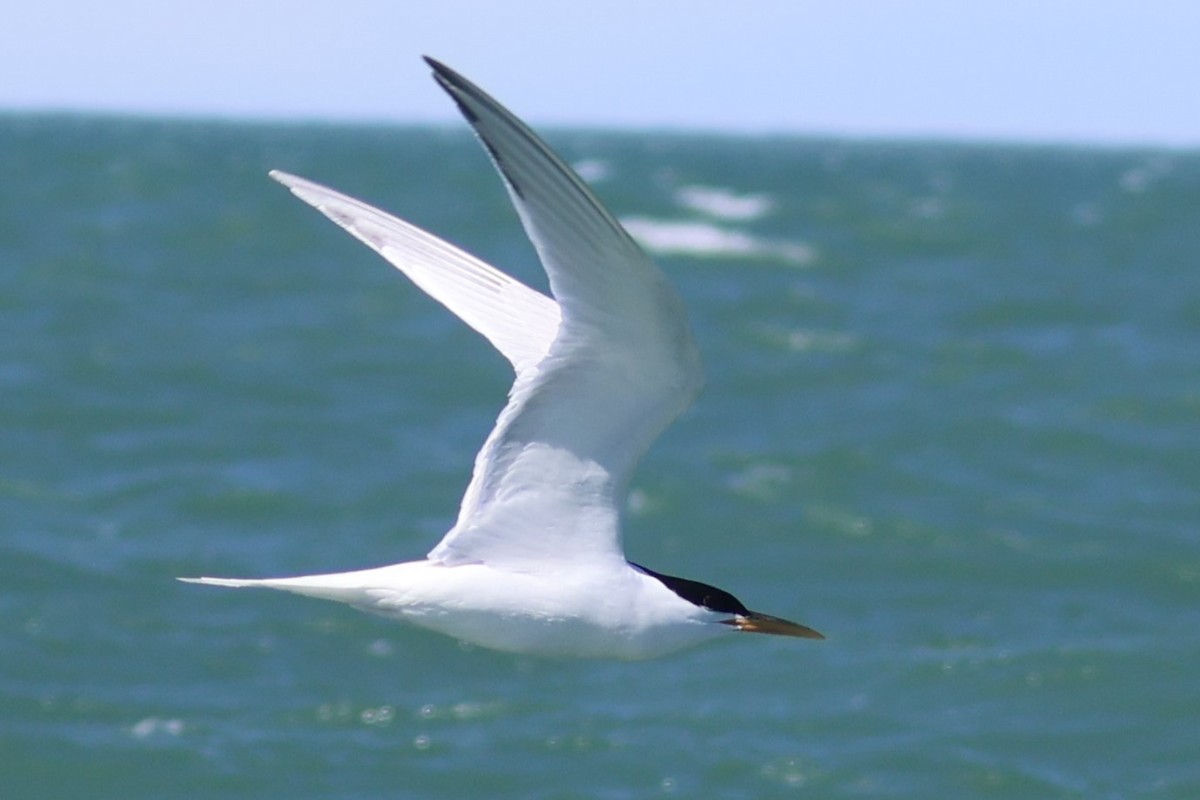 Royal Tern - ML611742387