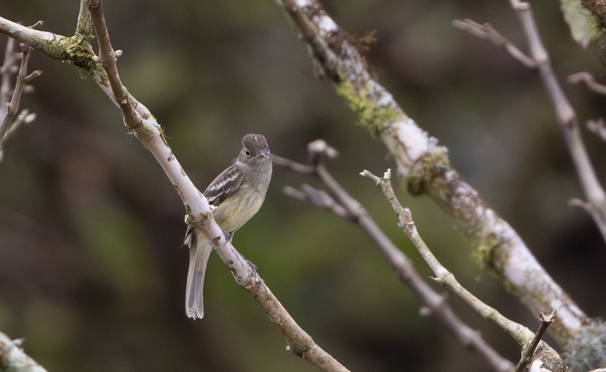 White-crested Elaenia (White-crested) - Jay McGowan