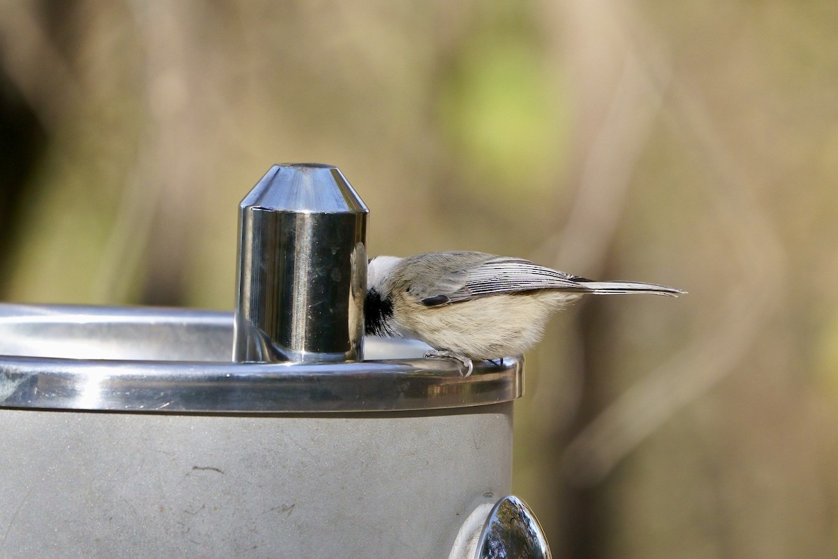 Carolina Chickadee - ML611742646