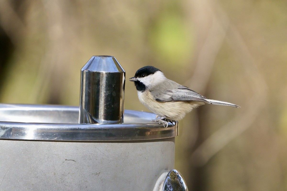Carolina Chickadee - ML611742647
