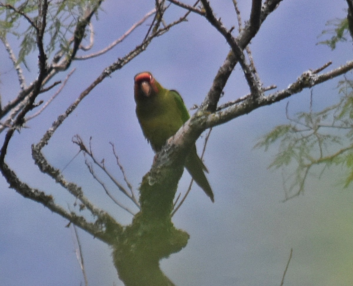 Conure mitrée - ML611742669