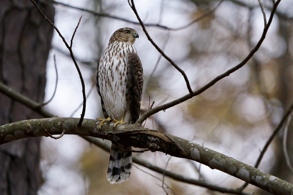 Cooper's Hawk - ML611742674