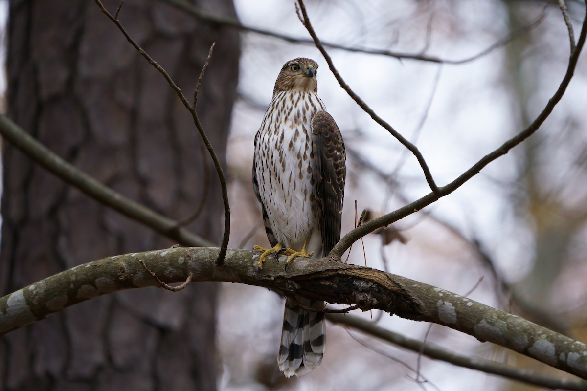 Cooper's Hawk - ML611742675