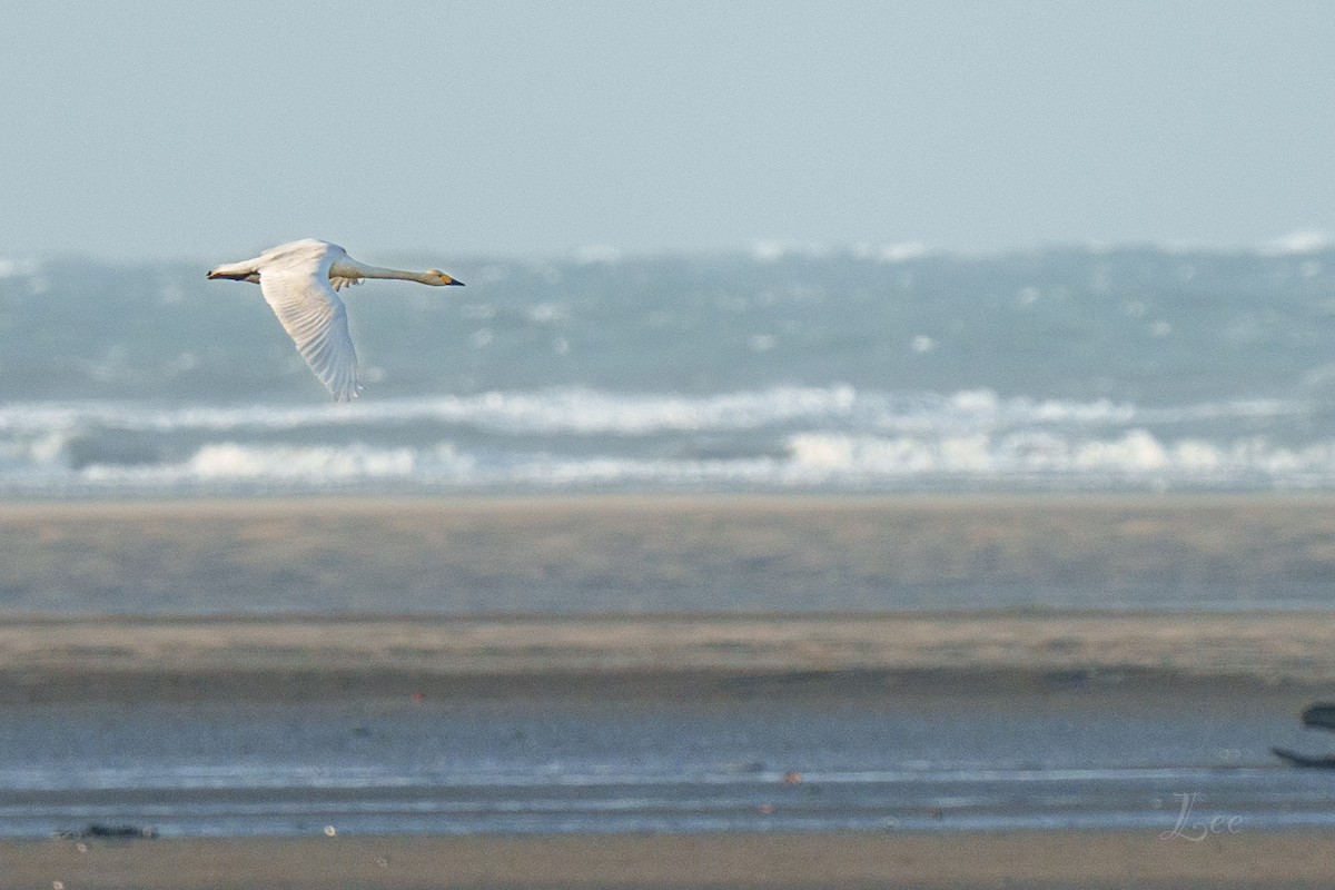 Tundra Swan - ML611742716