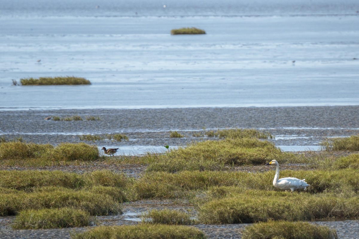 Tundra Swan - ML611742717