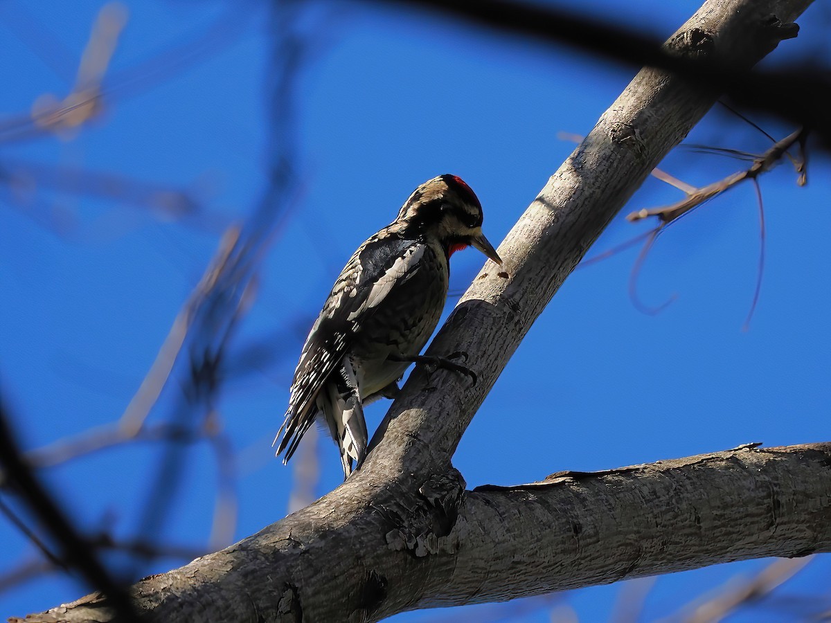 Yellow-bellied Sapsucker - ML611742747