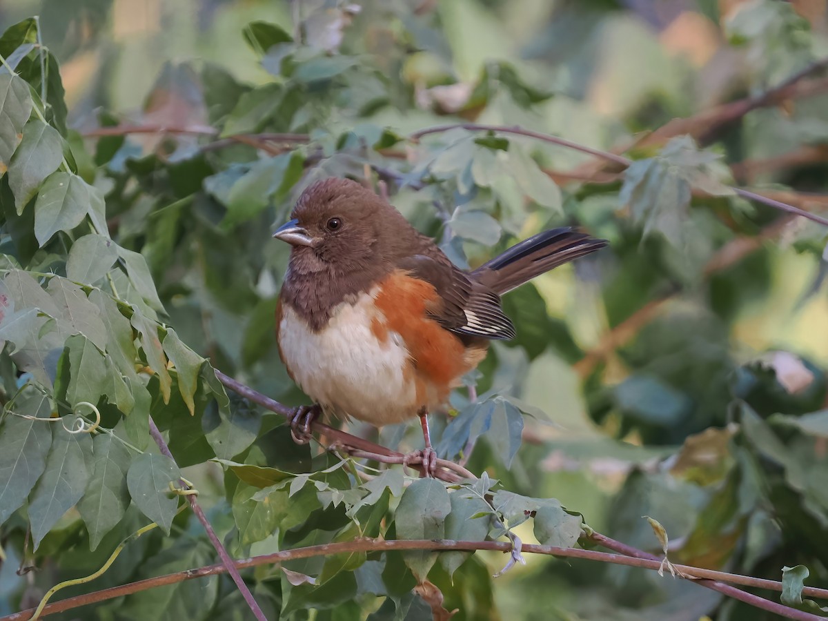 Eastern Towhee - ML611742755