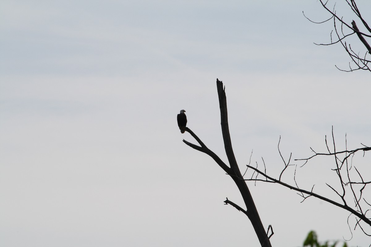 Bald Eagle - ML611742833