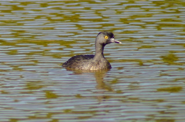 Least Grebe - ML611742842