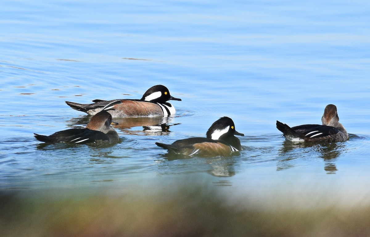 Hooded Merganser - Hugh Barger