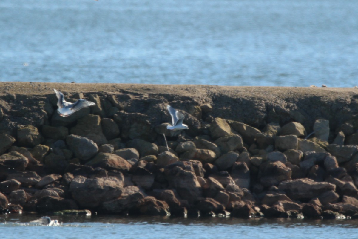 Little Gull - ML611742989