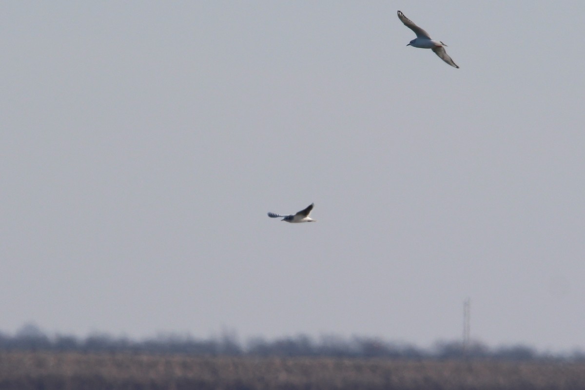 Little Gull - Jesse Pline