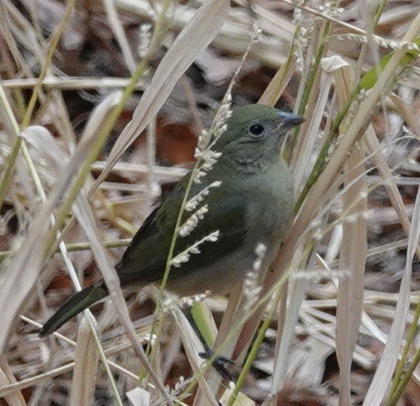 Painted Bunting - ML611743020