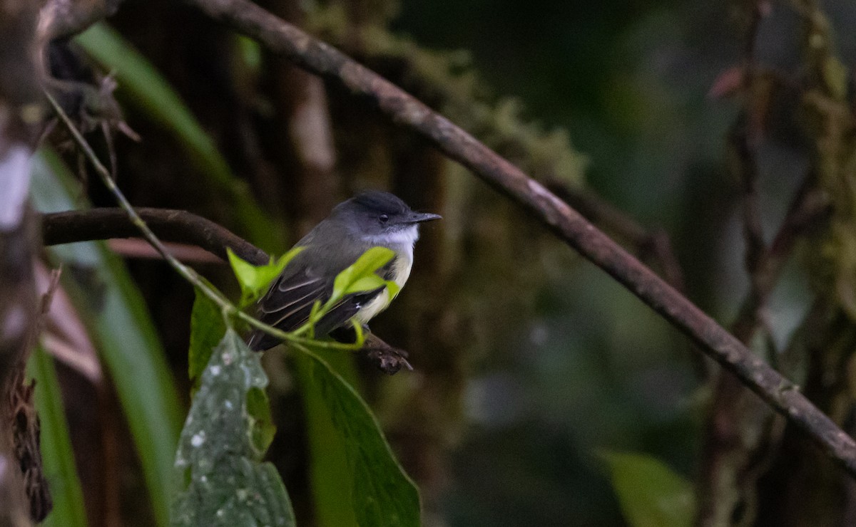 Copetón Capirotado (nigriceps/atriceps) - ML611743058