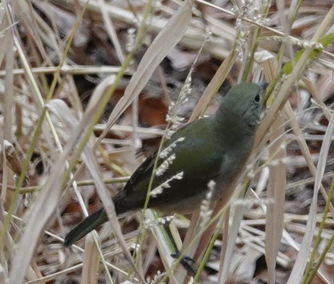 Painted Bunting - ML611743066