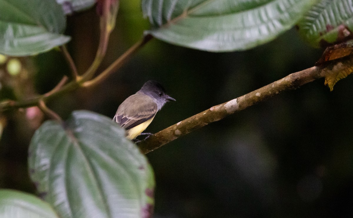 Tyran olivâtre (nigriceps/atriceps) - ML611743133