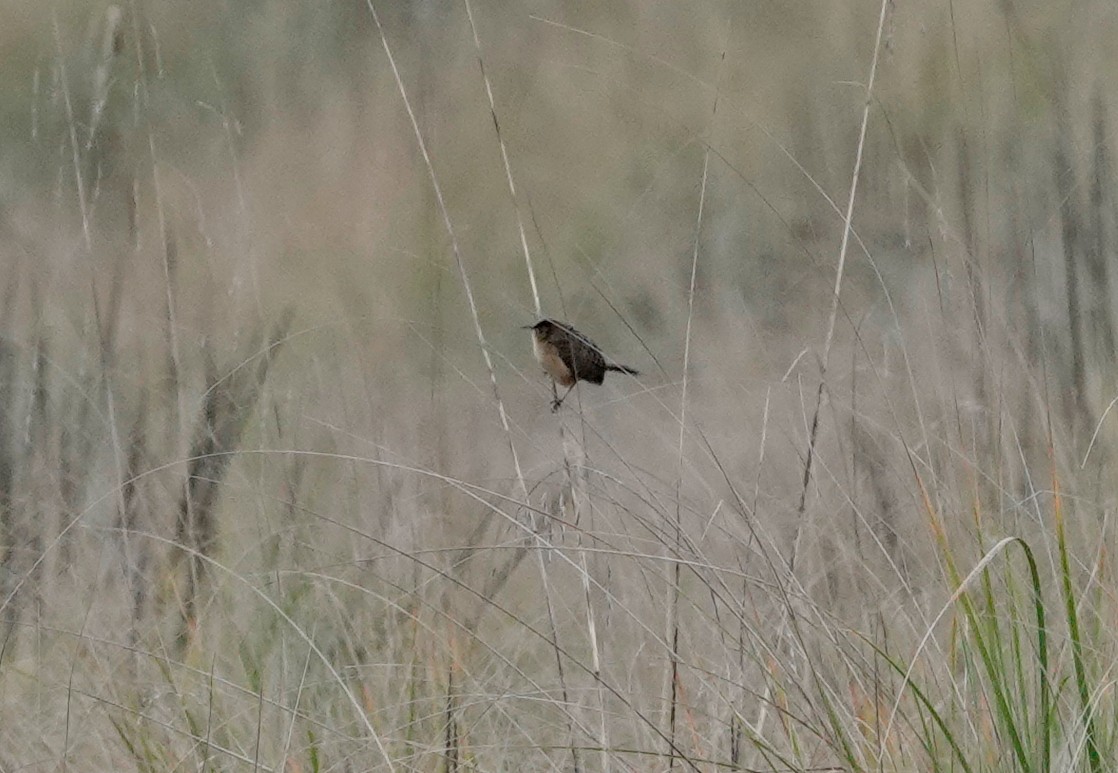 Grass Wren (Northern) - ML611743140