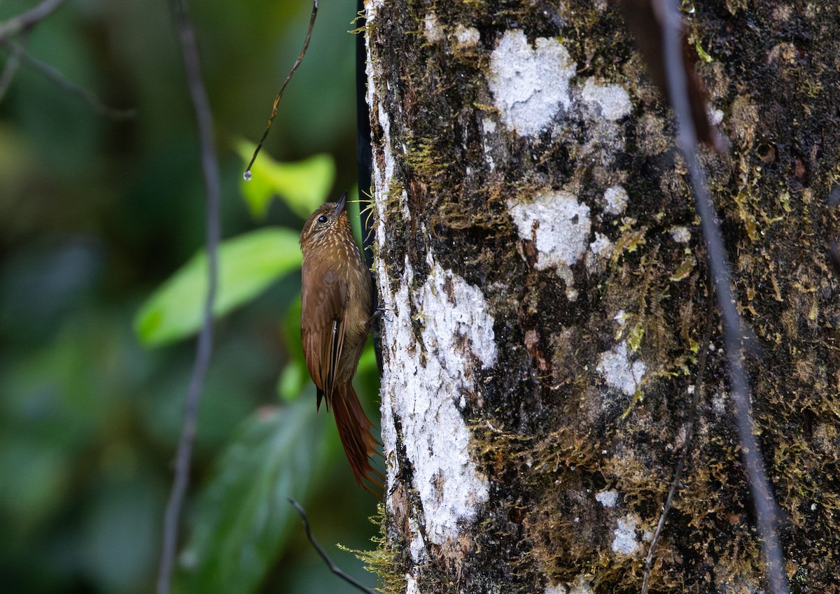 Wedge-billed Woodcreeper (pectoralis Group) - ML611743211