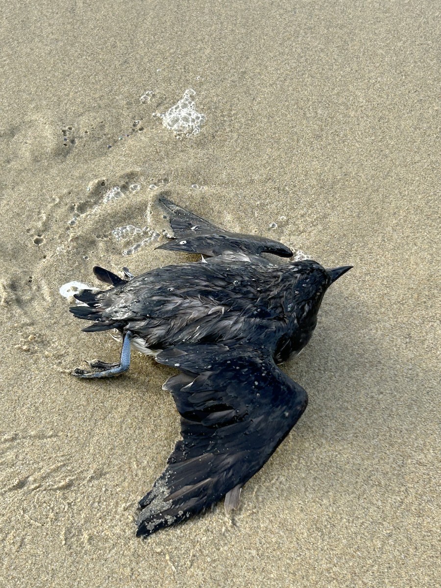 Cassin's Auklet - Lars  Hovde