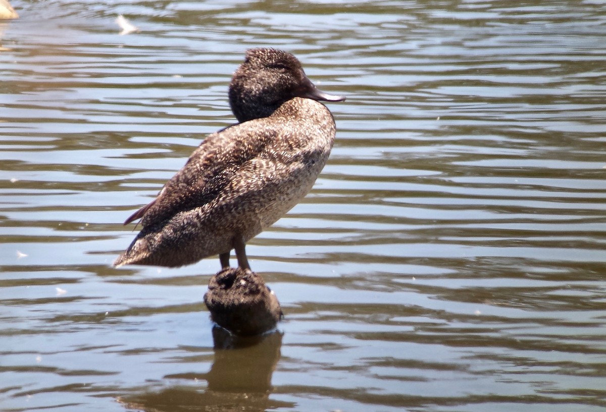 Freckled Duck - ML611743515